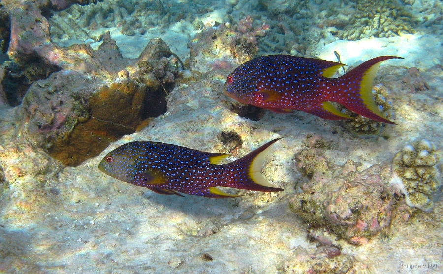 IMG_7462rc_Maldives_Madoogali_Croissant queue jaune ou loche cameleon - Variola louti.jpg